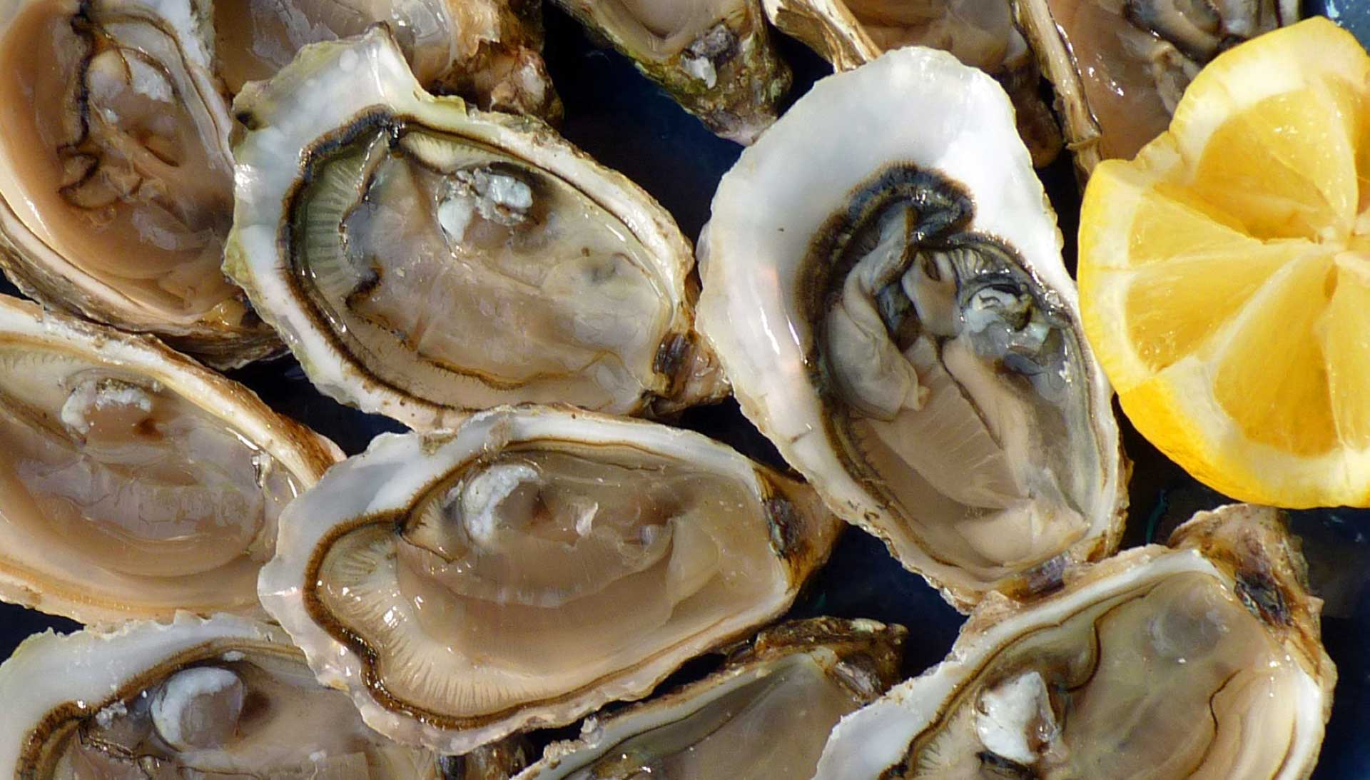 oysters-austern